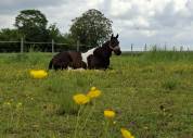 Jument paint horse pp