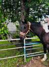 Jument paint horse pp