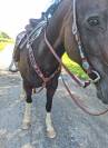 Jument paint horse pp