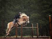 Poneys &agrave; louer 