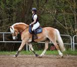 Poneys &agrave; louer 