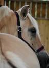 Jument - Fjord - 4 ans -Dressage / Polyvalente - France