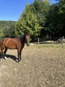 Hongre de 9 ans &agrave; vendre