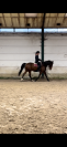 Hongre de 9 ans &agrave; vendre
