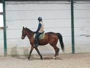 Hongre de 9 ans &agrave; vendre