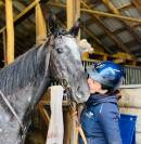 Adorable cheval gris polyvalent de 5 ans