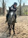 Adorable cheval gris polyvalent de 5 ans