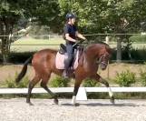 Splendide jument PRE de 5 ans 