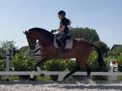 Splendide jument PRE de 5 ans 