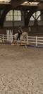Vends cheval OC