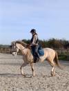 Vends cheval OC