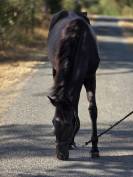 Mare Paint For sale 2025 Black