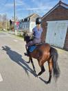 Frenchie - Pur Sang Anglais - 6 ans