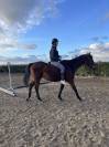 Frenchie - Pur Sang Anglais - 6 ans