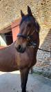 Frenchie - Pur Sang Anglais - 6 ans