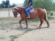 Nikita, jument Comtoise PP