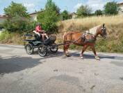 Nikita, jument Comtoise PP