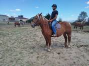 Nikita, jument Comtoise PP