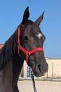 hongre noir selle fran&ccedil;ais 3 ans