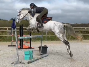 HONGRE ZANGERSHEIDE CSO ou DRESSAGE