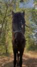 Vente Frison hongre