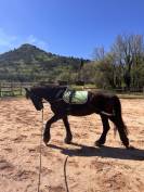 Vente Frison hongre