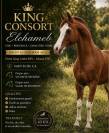 Cheval en demi pension 