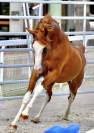Cheval en demi pension 
