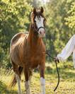 Cheval en demi pension 