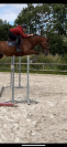  Gallion d&rsquo;Or, Selle Fran&ccedil;ais de 12 ans 