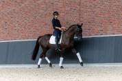 Magnifique hongre de 4ans exp&eacute;rience concours