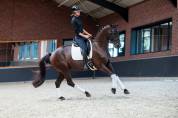 Magnifique hongre de 4ans exp&eacute;rience concours
