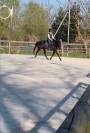 Frappa , 11 ans  (2015 ), de race AQPS 