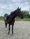 Frappa , 11 ans  (2015 ), de race AQPS 