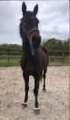 Frappa , 11 ans  (2015 ), de race AQPS 