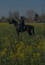 Frappa , 11 ans  (2015 ), de race AQPS 