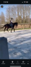 Frappa , 11 ans  (2015 ), de race AQPS 