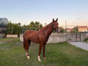 Stallion Zangersheide for sale
