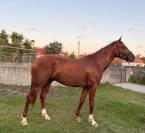 Stallion Zangersheide for sale