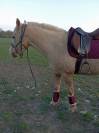 Vizir el tashunka  cheval a vendre 2500 