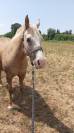 Vizir el tashunka  cheval a vendre 2500 
