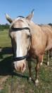 Vizir el tashunka  cheval a vendre 2500 