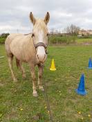 Vizir el tashunka  cheval a vendre 2500 