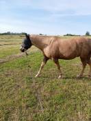 Vizir el tashunka  cheval a vendre 2500 