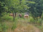propose 1 place en pension chez nous