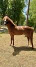 Poney Fran&ccedil;ais de selle entier 5 ans 
