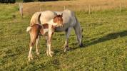 Filly Arabian Half Blood For sale 2026 Coloured