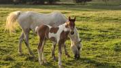 Filly Arabian Half Blood For sale 2026 Coloured