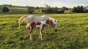 Filly Arabian Half Blood For sale 2026 Coloured