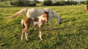 Filly Arabian Half Blood For sale 2026 Coloured
